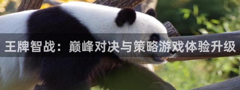 万赢娱乐客服热线24小时：王牌智战：巅峰对决与策略游戏体验升